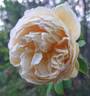 Charles Darwin ® rose photo