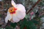 Alissar, Princess of Phoenicia rose photo