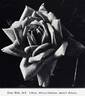 Dean Hole rose photo