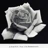 Frau Lilla Rautenstrauch rose photo