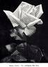 Maman Cochet rose photo