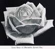Lyon Rose rose photo
