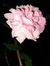 The Mayflower rose photo
