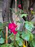Fisherman's Friend® rose photo