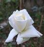 Pascali rose photo