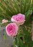 Comte de Chambord - in commerce rose photo