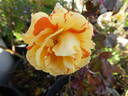 Oranges 'n' Lemons ™ rose photo