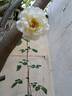 Charles Austin rose photo