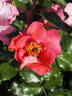Eye Shadow rose photo