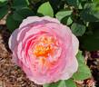 Souvenir de Louis Amade ® rose photo
