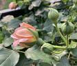 Café rose photo