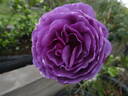 Minerva rose photo