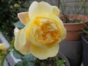 Lampion rose photo
