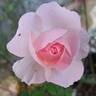 Caroline's Heart rose photo