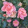 Coral Knock Out ® rose photo