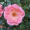 Coral Knock Out ® rose photo