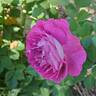 Cosmic Clouds™ rose photo