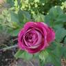 Cosmic Clouds™ rose photo