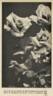 Mrs. H. A. Verschuren rose photo