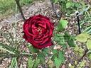 Charles Mallerin rose photo