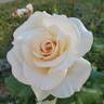 Ivory Fashion rose photo