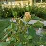 Ivory Fashion rose photo