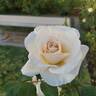 Ivory Fashion rose photo