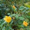 Lowell Thomas rose photo