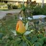 Diamond Jubilee rose photo