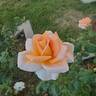 Diamond Jubilee rose photo