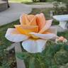 Diamond Jubilee rose photo