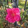 Intrigue rose photo