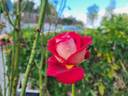 Bicolette rose photo