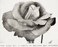 Avoca rose photo
