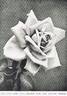 Lyon Rose rose photo