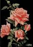 Lyon Rose rose photo