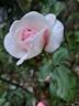 Pink Eureka rose photo