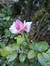 Pink Eureka rose photo
