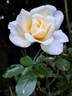 Covent Garden rose photo