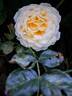 Covent Garden rose photo