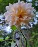 Grace ® ™ rose photo