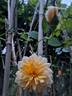 Port Sunlight rose photo
