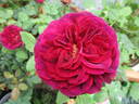 Black Caviar rose photo