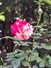 Julio Iglesias ® rose photo