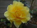 Yellow Submarine rose photo