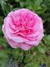 Ahoi Villa Rosa rose photo
