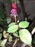 Fisherman's Friend® rose photo