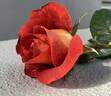 Ian Thorpe rose photo