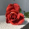 Ian Thorpe rose photo