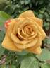 Honey Dijon ™ rose photo
